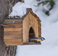 A wooden birdhouse attached to a tree. Inside there is a titmouse bird with yellow breasts and black heads. © OKSANA