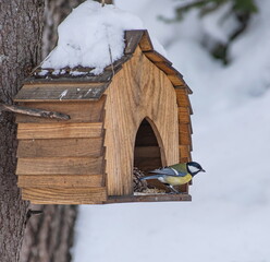 A wooden birdhouse attached to a tree. Inside there is a titmouse bird with yellow breasts and black heads. © OKSANA