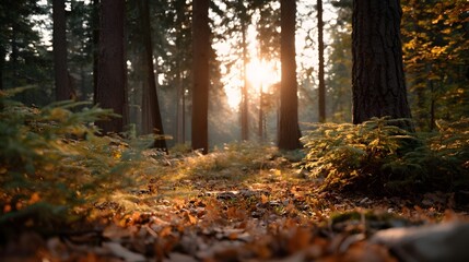 Obraz premium Warm sunlight streams through a serene autumn forest with fallen leaves on the ground during golden hour