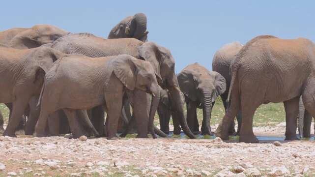 Elefants in Africa