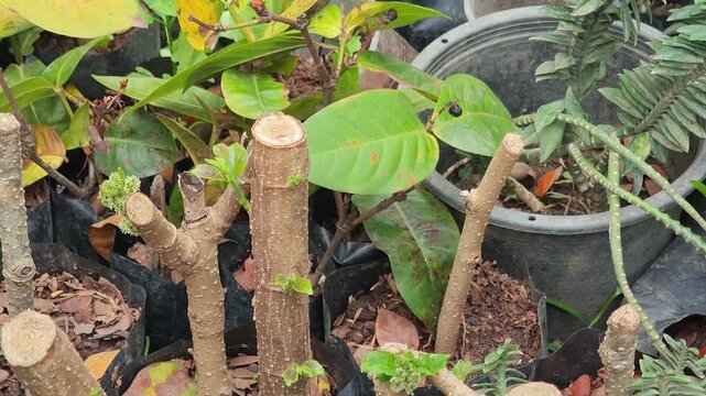 Cuttings, propagation, recovery.