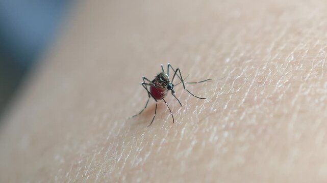 Mosquitoes bite and suck blood from the skin.