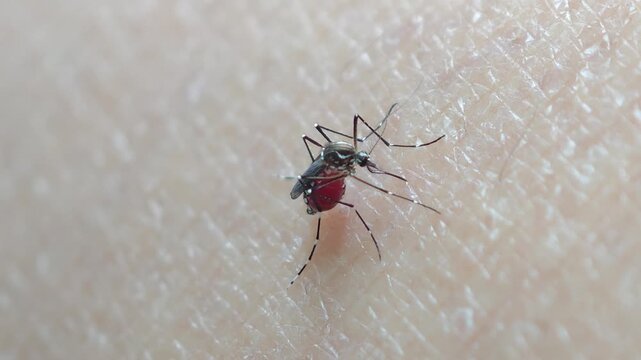 Mosquitoes bite and suck blood from the skin.