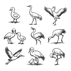 Fototapeta premium Stork and Heron Bird Vector Illustration Set Featuring Wading and Flying Poses in Detailed Hand Drawn Black and White Vintage Line Art Style