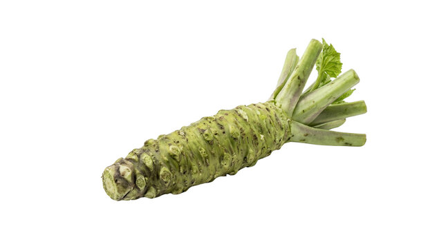 Fresh wasabi root, whole green rhizome with stems and leaves