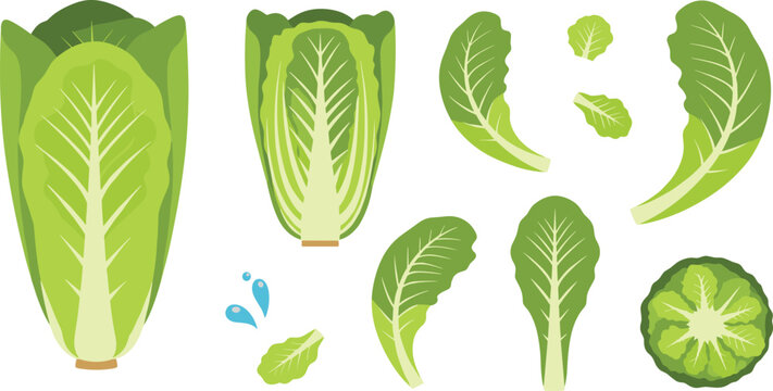 Romaine Lettuce Vegetable Vector Collection Fresh Green Salad Leaves Whole and Cut for Organic Food Cooking and Grocery Design.