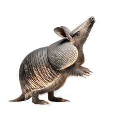Fototapeta premium PNG of A detailed portrait of an adorable armadillo in a playful pose.