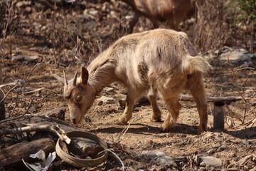 Fototapeta premium Baby goats have small horns