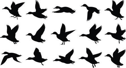 Obraz premium Flying duck silhouette set, wild mallard waterfowl bird collection in flight, nature wildlife hunting icons, CAD drawing flat vector illustration, pond bird graphic.