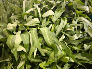 Fresh green leaves of a plant, close-up shot, vibrant and healthy.