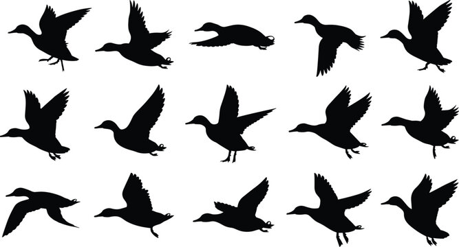 Flying duck silhouette set, wild mallard waterfowl bird collection in flight, nature wildlife hunting icons, CAD drawing flat vector illustration, pond bird graphic.
