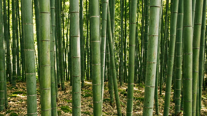 Obraz premium Vertical green bamboo stems forest background texture