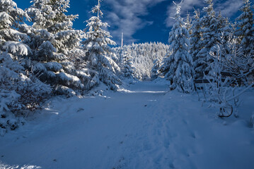Obraz premium Lysa hora hill in winter Moravskoslezske Beskydy mountains in Czech republic