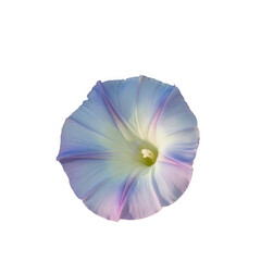 A delicate morning glory flower with vibrant purple and white petals.