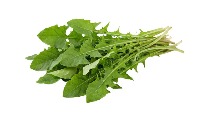 Fresh dandelion greens bunch on plain surface from above angle