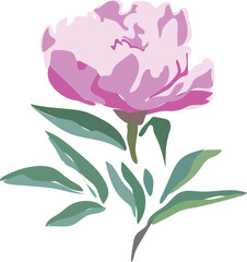 Pink peony flower with green leaves isolated on white background