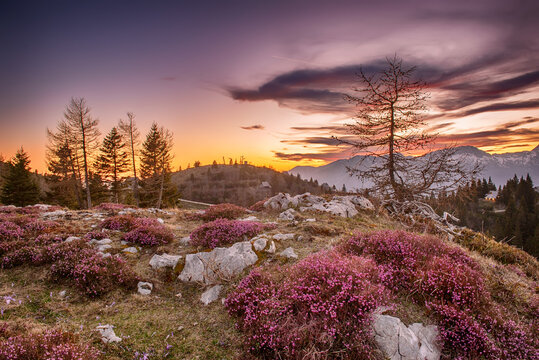 Heather flowers blooming at sunset, Velika Planina, Kamnic, Slovenia, Easter sunny landscape