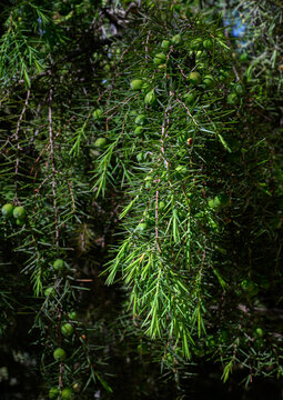 Gen&eacute;vrier oxyc&egrave;dre (Juniperus oxycedrus) ou c&egrave;dre piquant ou cade ou gen&eacute;vrier cade ou oxyc&egrave;dre ou petit c&egrave;dre