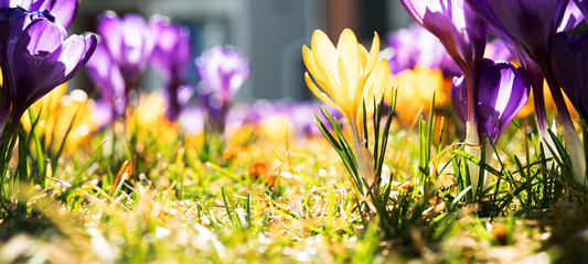 Colorful crocuses bloom in spring in a sunlit meadow. Close-up. Spring background.