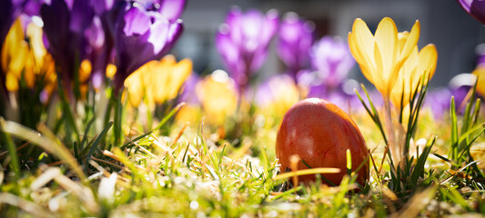 Colorful crocuses bloom in spring in a sunlit meadow with aeaster egg. Close-up. Spring and easter background.