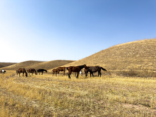 Fototapeta premium Group of horses walking across dry steppe covered with golden grass. Wide open natural landscape and freedom concept.