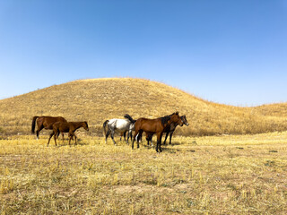 Fototapeta premium Group of horses walking across dry steppe covered with golden grass. Wide open natural landscape and freedom concept.