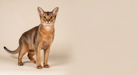 Obraz premium Abyssinian cat photo for education and hobby projects, featuring sleek athletic feline elegance in premium studio style.