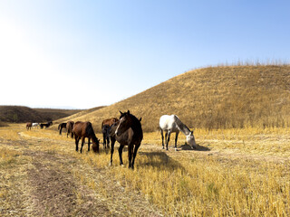 Fototapeta premium Group of horses walking across dry steppe covered with golden grass. Wide open natural landscape and freedom concept.