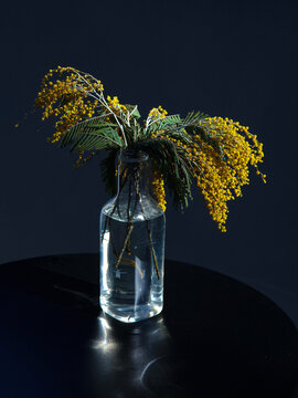 Still life with Bouquet of Yellow Mimosa flowers in a transparent bottle under dramatic natural sun light against dark background