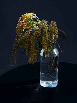 Still life with Bouquet of Yellow Mimosa flowers in a transparent bottle under dramatic natural sun light against dark background