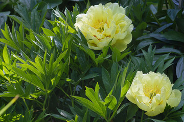 Two yellow peony in close-up. Yellow garden flowers.