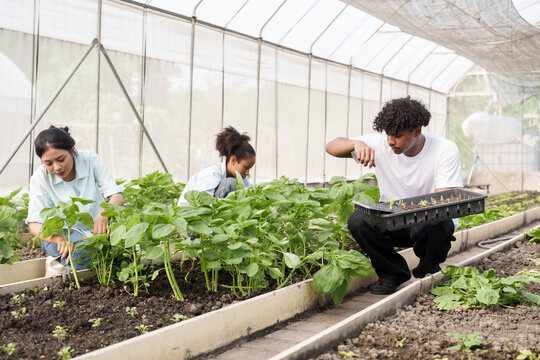 Asian female student working on vegetable planting inside greenhouse while classmate observes crops during agriculture class promoting teamwork and practical learning in organic sustainable farming