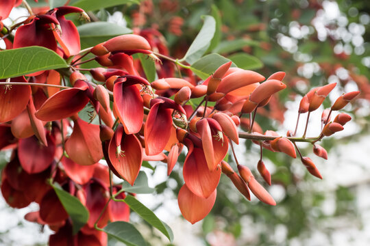 Beautiful Cockspur Coral Tree (Erythrina crista-galli) flowers.