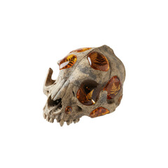 Fototapeta premium Animal Skull with Embedded Amber Stones