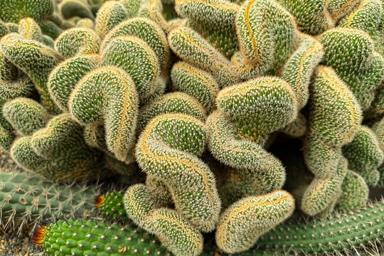 Cleistocactus (Borzicactus) winteri Cristata cactus