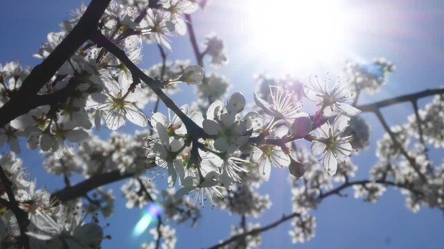 A branch of blooming cherry trees against a blue sky in the spring in the garden. Spring vibe. Blossoming fruit trees in the spring.