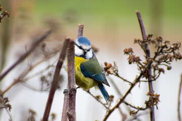 Obraz premium An Eurasian Blue Tit perched on a tree branch near the river Trent in Nottingham, UK.