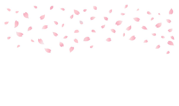 Cherry Blossom Petals Falling Isolated On White Background. Sakura Flower Rain Overlay. Pink Spring Floral Blossom Pattern. Japanese Hanami Wallpaper. Nature Vector Illustration. Lovely Banner Design