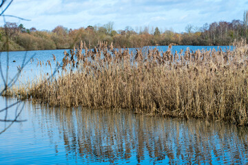 A landscape view of the wetlands at Attenborough Nature Reserve in Nottingham, UK