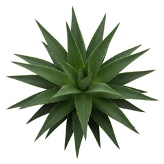 Green Aloe Vera Plant