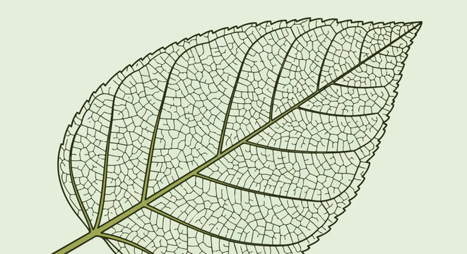 An exquisite botanical illustration highlighting the intricate translucent venation of a vibrant leaf revealing nature's complex biological design