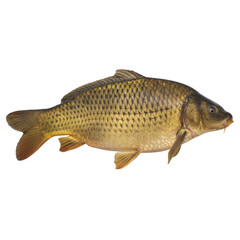 Single carp isolated on black background