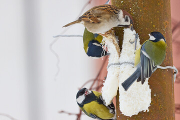 Sparrow and Tits Feeding in Winter © Maryia