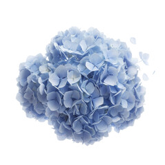 Blue hydrangea flower