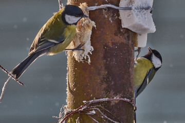 Great Tits Feeding on Winter Suet © Maryia