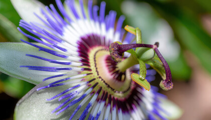 Passionflower_Extreme_Macro_Detail_4X_V2