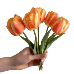 A hand holding a bouquet of vibrant orange tulips on transparent background