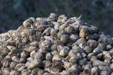 Large pile of freshly harvested sugar beets covered in soil, outdoors with blurred background,...
