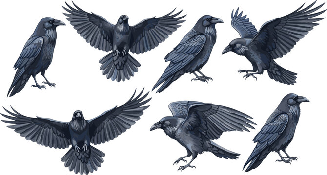 Set of 6 Crow Illustrations in Various Flying Poses for Bird, Nature, and Wildlife Design Themes