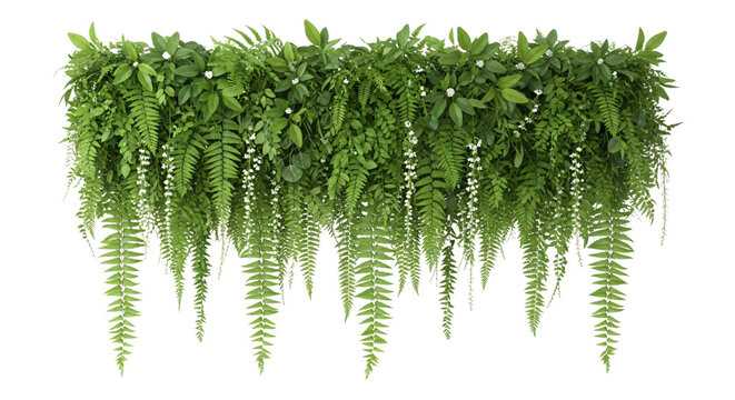 Lush green hanging plants with long ferns and leaves transparent background